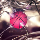 dash_dribbble
